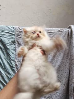 persian Kittens | For sale | 6 baby | triple Court | wholesale
