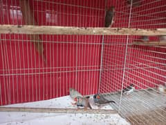finches