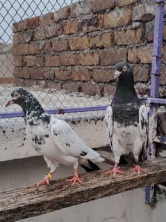 Royal teddi pair for sale