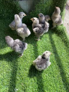 golden buff blue buff white buff black buff chicks are available
