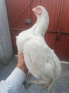 aseel murgi
