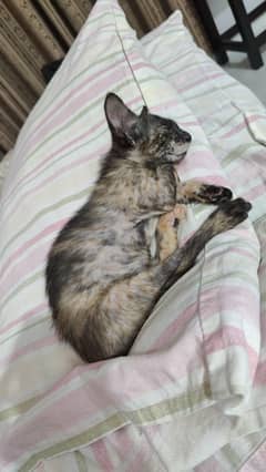3 Months Old Kitten