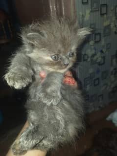 grey Persian cat  age is only 1.5 month