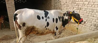Pregnant heifer