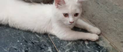 its my sweet cat