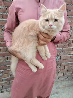 male cat