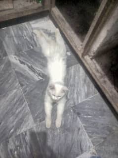 PERSIAN MALE