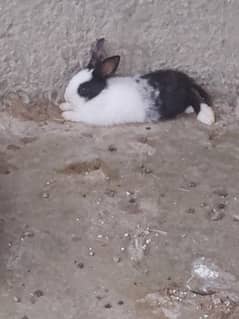 rabbit kids