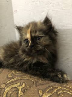 adorable