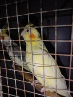 love birds k sath change bhi ho jy gy