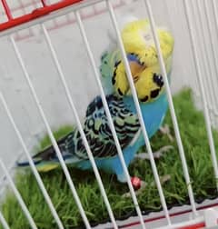 Exhibition Hogoromo Budgies