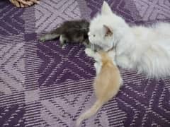A pure Persian doll face female cat with her 2 pure Persian babies