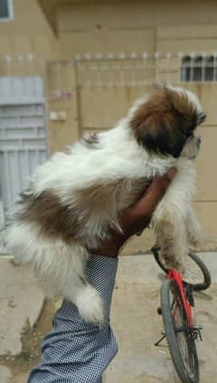 shitzu puppy playfully available for sale