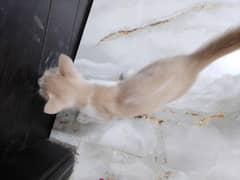 Persian kitten