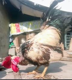 desi murga