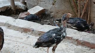 3 Chicks Mianwali Available