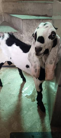 desi bakra