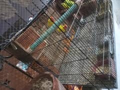 cage with parrots
