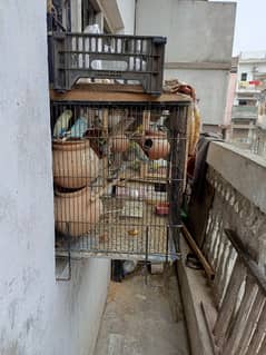 Australian parrot for sale all setup 35 Birds with cage