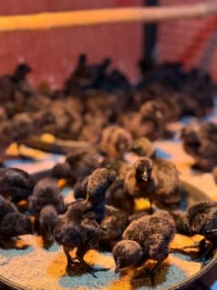 Ayam Cemani Black Tongue/Grey Tomgue Chicks