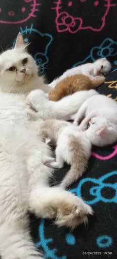 Persian kittens