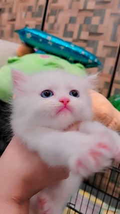 Persian cat