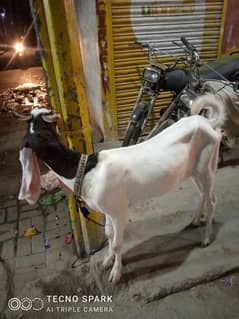 Goat female available