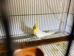 cocktail breeder pair for sale
