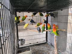 love birds for sale