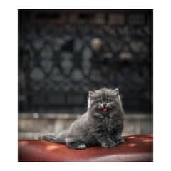 pure parshion punch face triple cote kitten cat male and female
