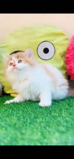 blue eyes white Persian kitten|Triple long coat |WhatsApp. 03250387943