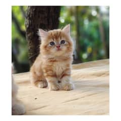 parshion punch face triple cote kitten cat male and female