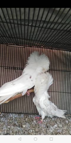 jacobin pigeon