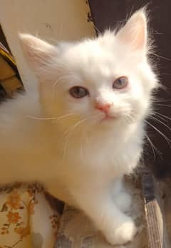 Adorable Persian Cat for Sale