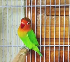 love bird single piece