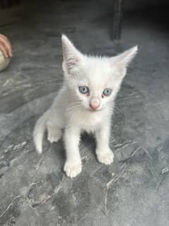 2 white kittens