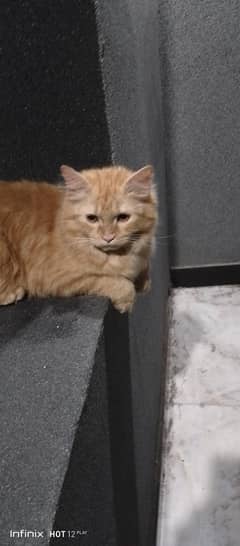 I want kittens
