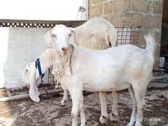 Tedi Tapri bakri for sale