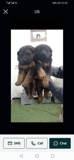 German puppy  long cot