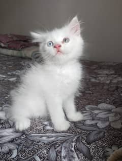 Persian kittens for sale