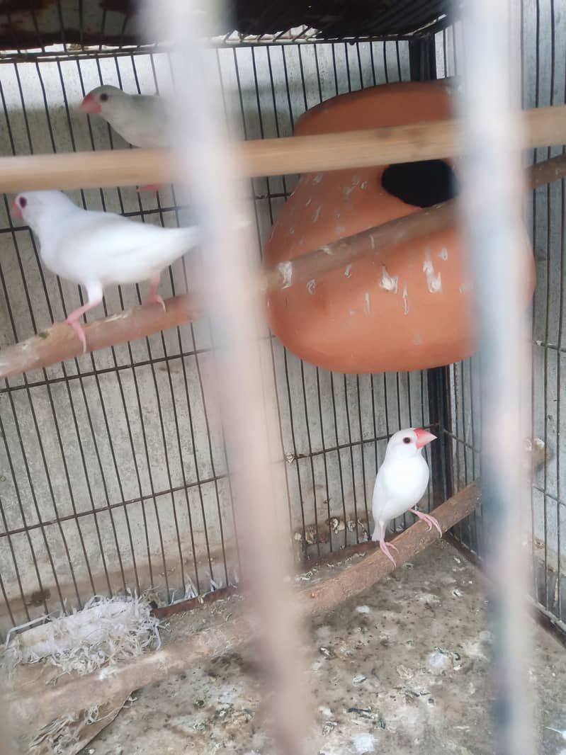 White java diamond paid red dove 0