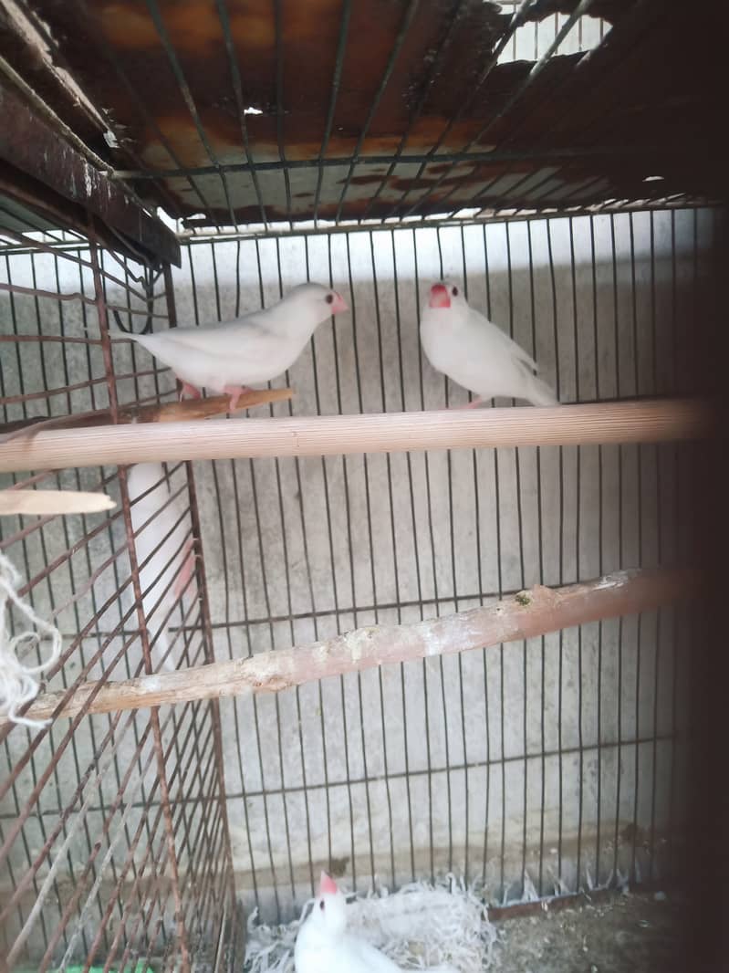 White java diamond paid red dove 1