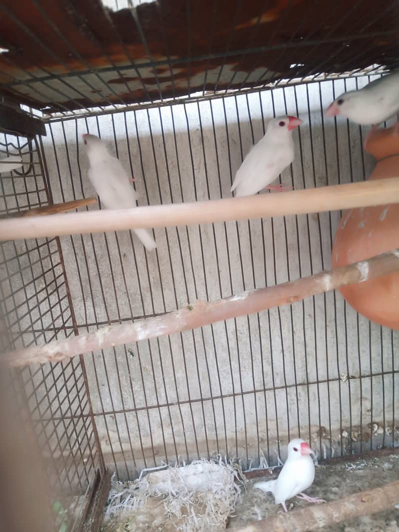 White java diamond paid red dove 2