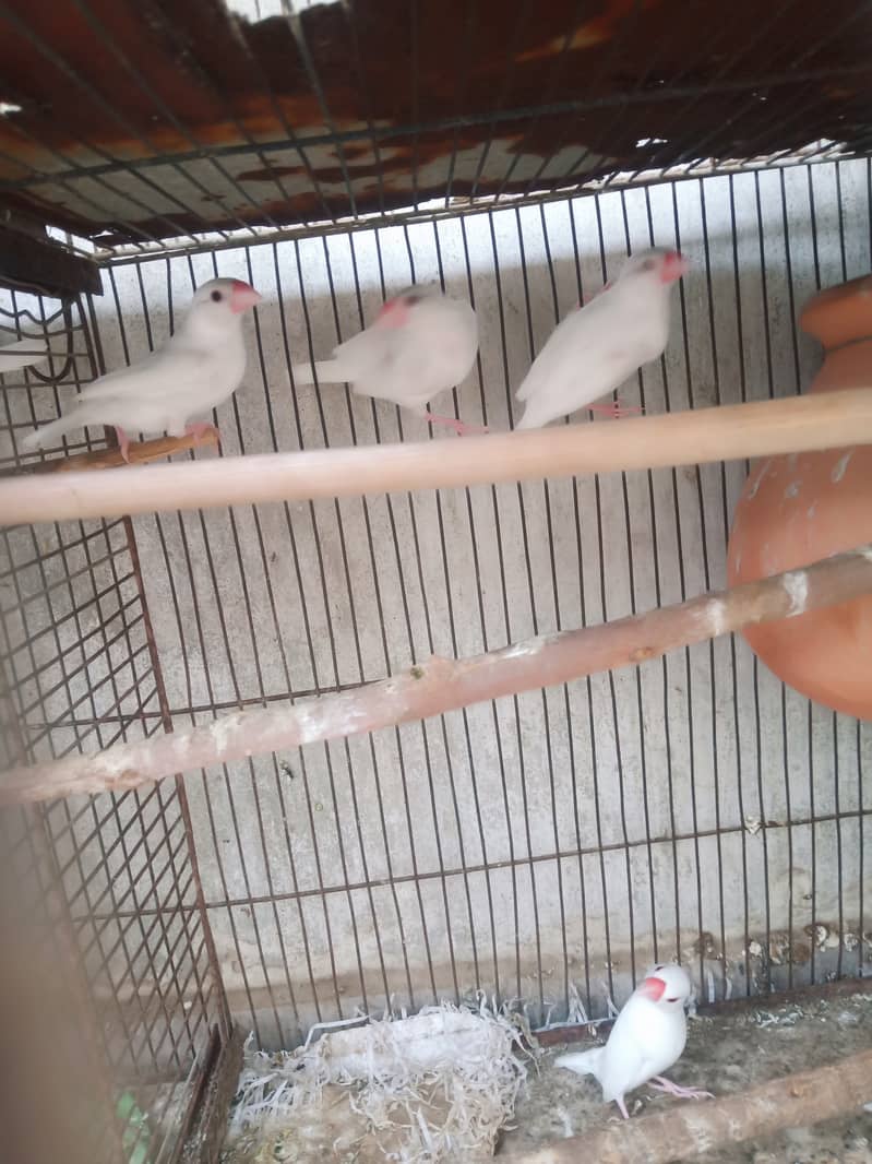 White java diamond paid red dove 3