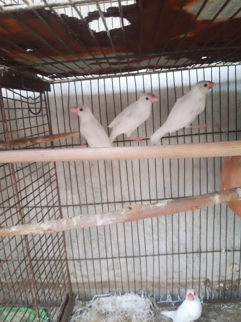 White java diamond paid red dove 4