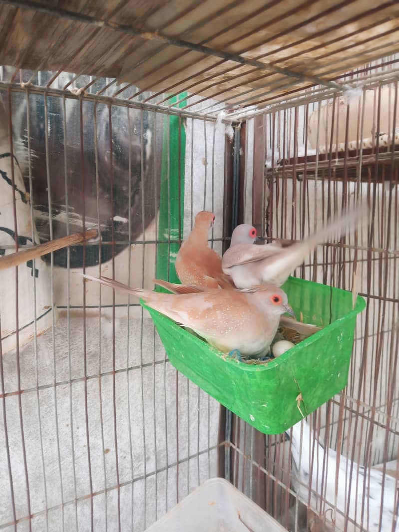 White java diamond paid red dove 5