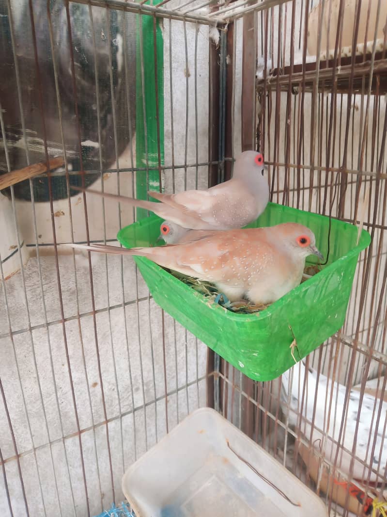White java diamond paid red dove 6