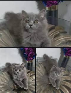 2 female persion kitten