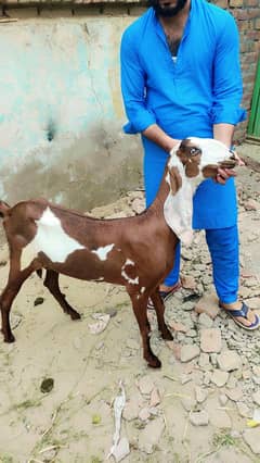 3 female bakriya with 2 bachay dasi bakriya sale