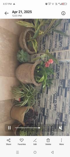 pots